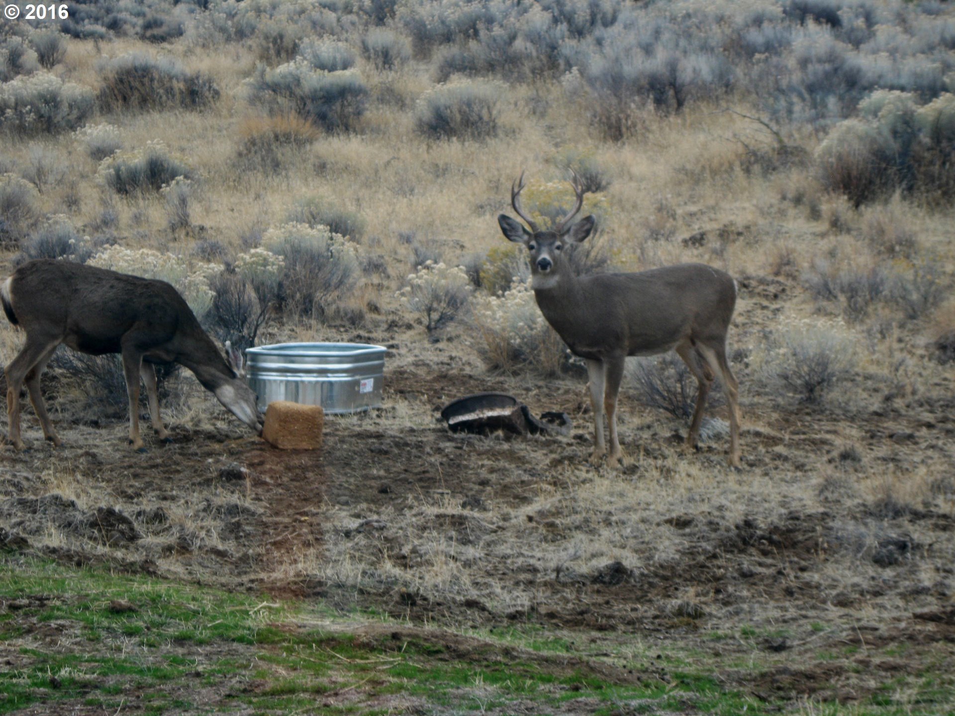 356 Oak Flat Road Goldendale, WA 98620 - Photo 22 of 32 Gallery Image 22