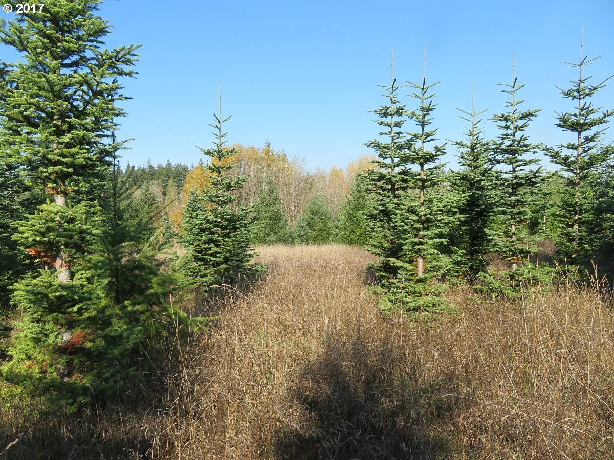 Antrim Road Winlock, WA 98596 - Photo 25 of 32