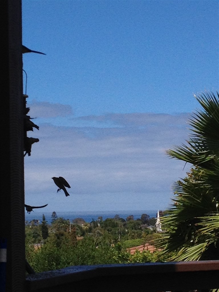 1687 Laurel Road Oceanside, CA 92054 - Photo 25 of 25 Looking west from balcony / deck. Finch enjoying the feeder in foreground.