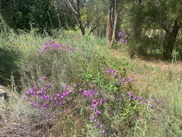Camino Rainbow Fallbrook Ca Fallbrook, CA 92028 - Photo 16 of 25
