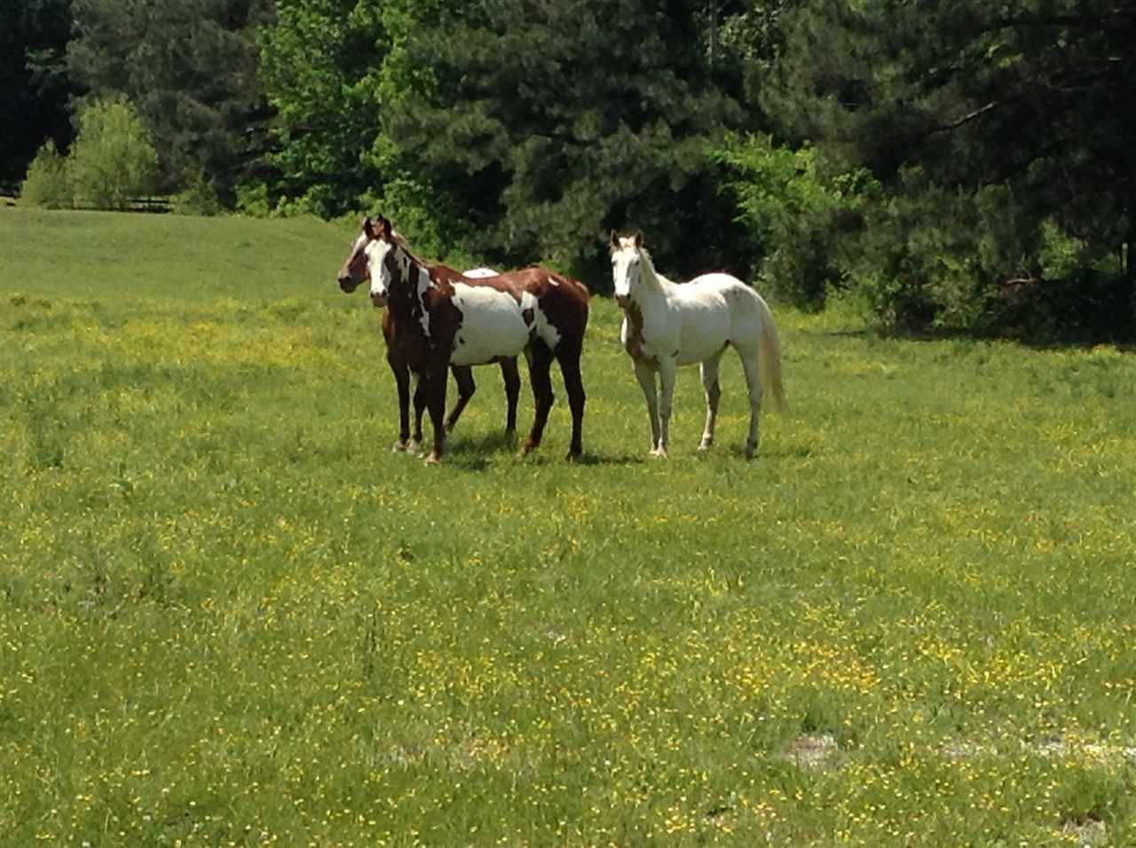 10837 Macedonia Road Brighton, TN 38011 - Photo 2 of 25