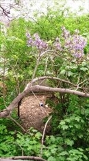 36 Monroe Street Brooklyn, NY 11238 - Photo 3 of 5