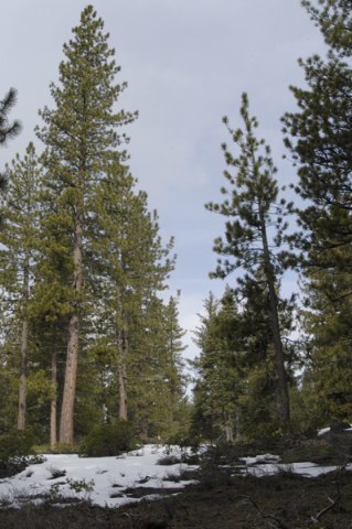 11759 China Camp Road Truckee, CA 96161 - Photo 5 of 7