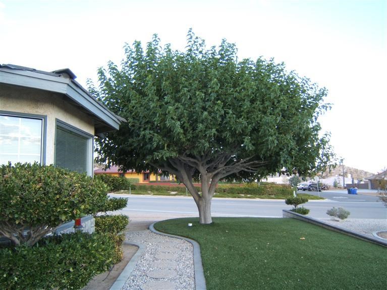 17898 Ohna Road Apple Valley, CA 92307 - Photo 4 of 42