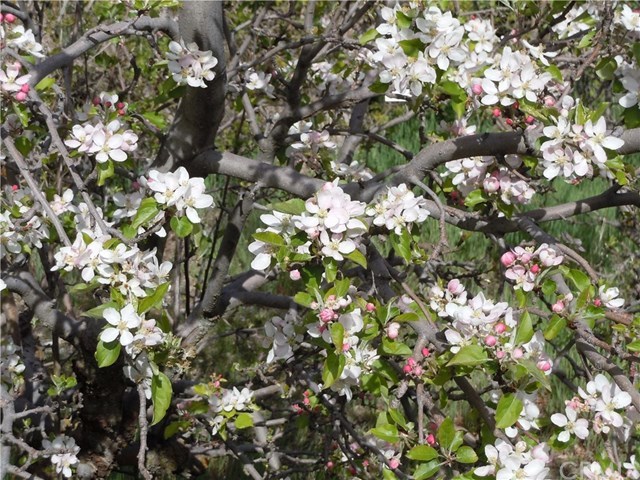 39804 Pine Bench Road Oak Glen, CA 92399 - Photo 17 of 26