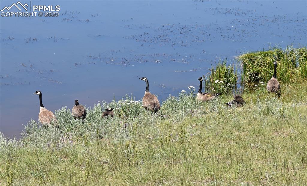 87 Apache Trail Divide, CO 80814 - Photo 16 of 20 Geese along Shadow Lake.
