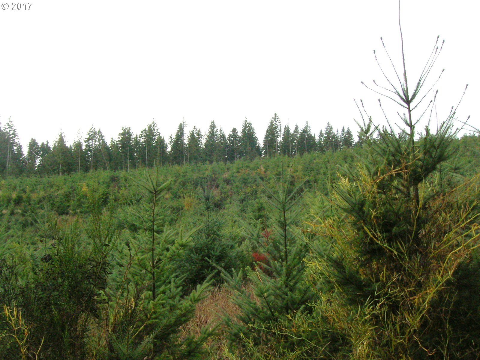 Northwest Hayward Road Banks, OR 97106 - Photo 10 of 24 Gallery Image 10