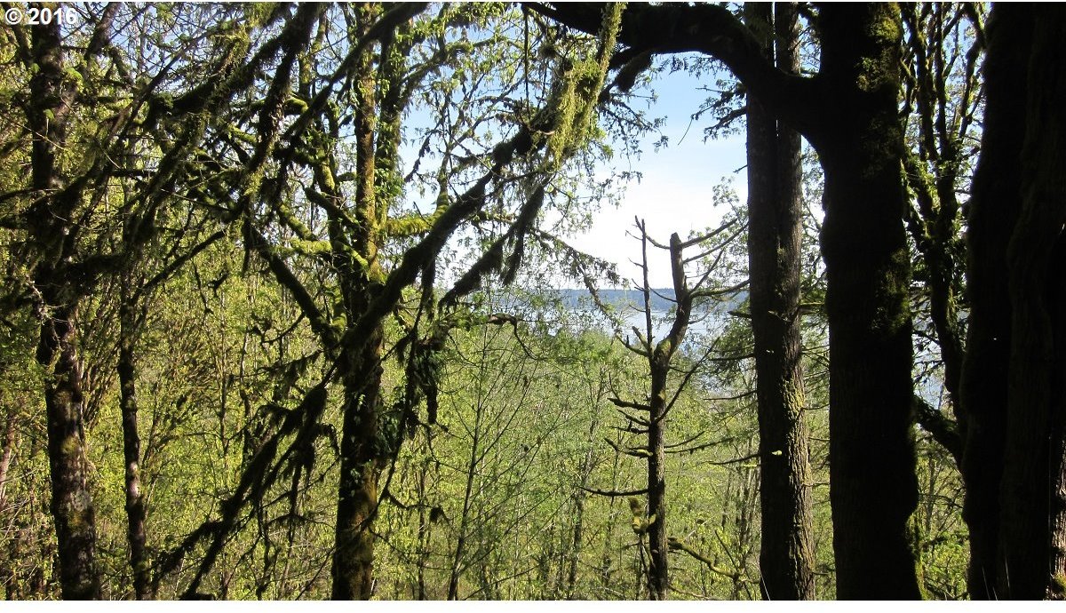 Northeast North Shore Road Belfair, WA 98528 - Photo 19 of 26