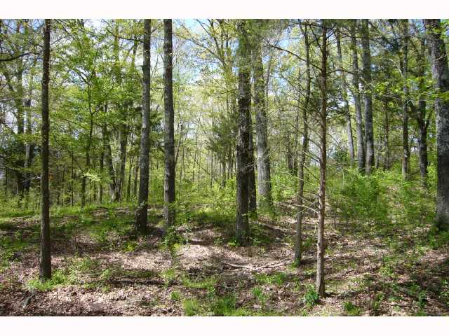 635 Rose Road Somerville, TN 38068 - Photo 9 of 10 Another stand of timber