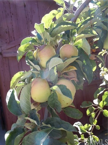 39804 Pine Bench Road Oak Glen, CA 92399 - Photo 19 of 26