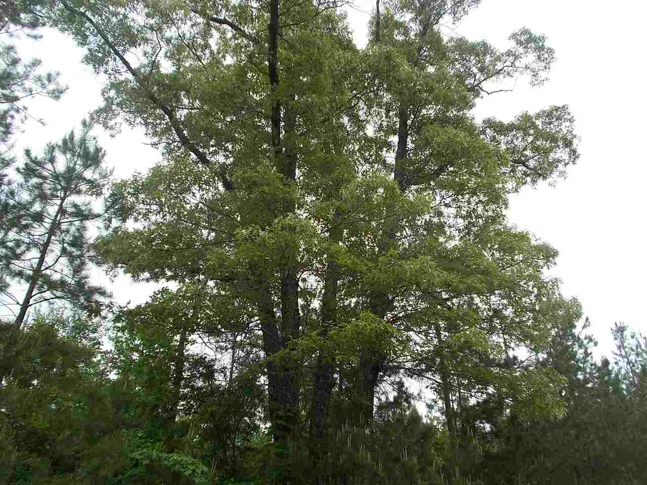 Ferguson Store Road Ramer, TN 38367 - Photo 12 of 17 Gallery Image 12