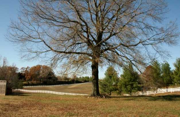 4655 Bobbitt Road Moscow, TN 38057 - Photo 12 of 12 Beautiful rolling parcel of land. 5 Acres - Fenced for Horses on three sides