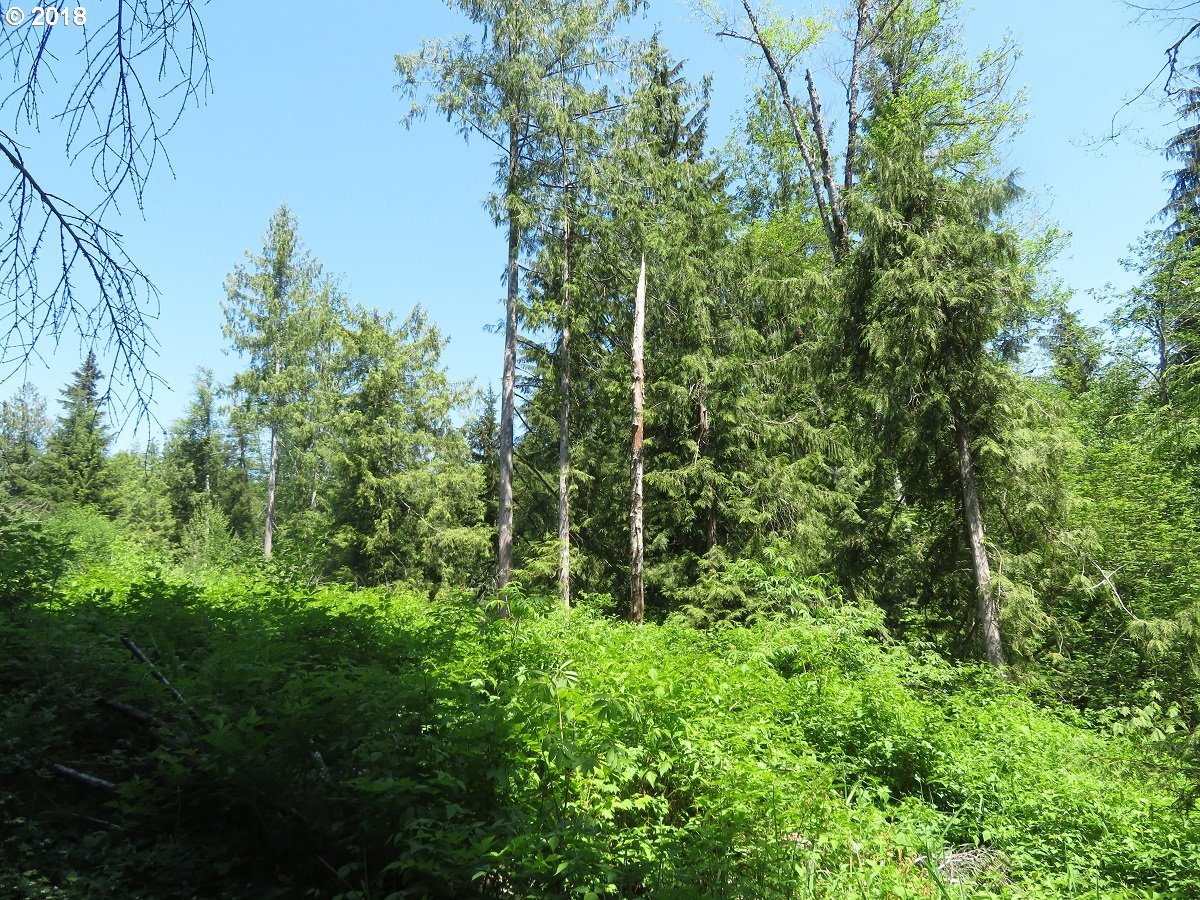 Bellicum Road Morton, WA 98356 - Photo 18 of 30 Gallery Image 18