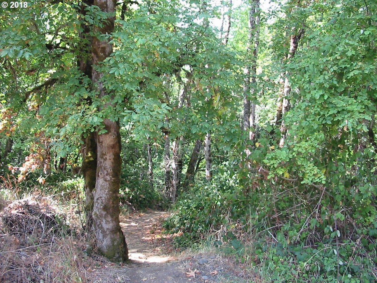 Barbre Dexter, OR 97431 - Photo 2 of 5 Gallery Image 2