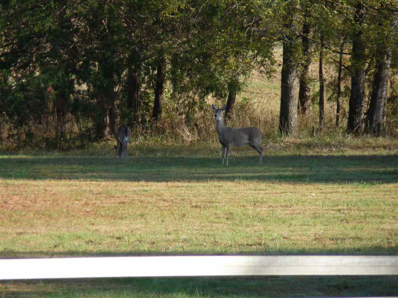 355 Gately Road Henderson, TN 38340 - Photo 18 of 24