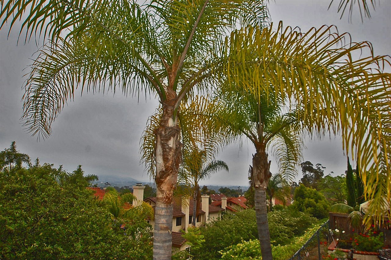 1826 Willowspring Drive North Encinitas, CA 92024 - Photo 8 of 25