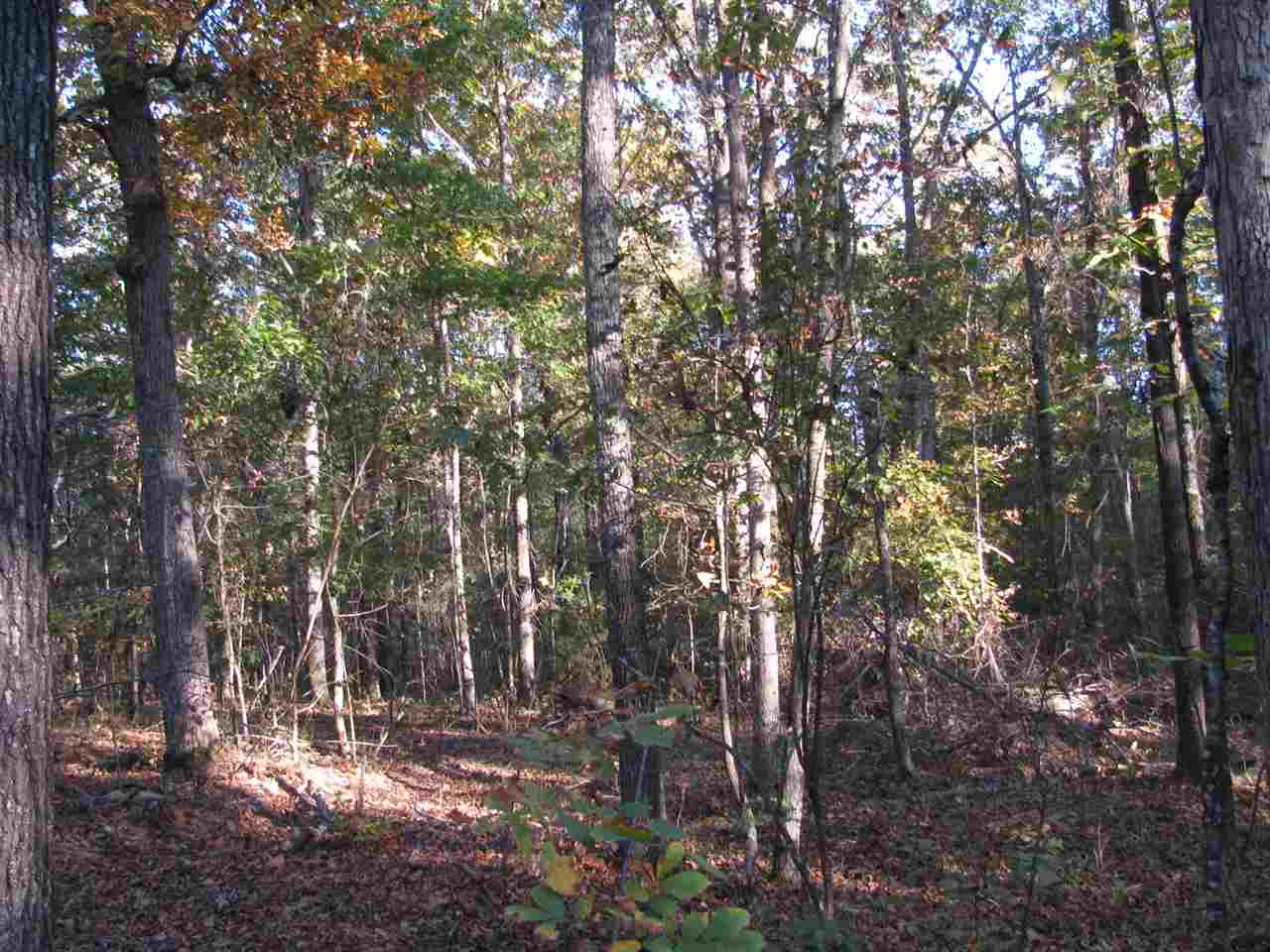 Bingham Road Saltillo, TN 38370 - Photo 12 of 15 Gallery Image 12