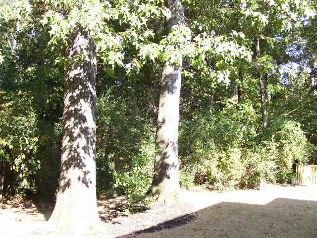 257 Great Falls Road Collierville, TN 38017 - Photo 9 of 9 Rear property line backs up to wooded area that will not change! Total privacy offered with this property!!