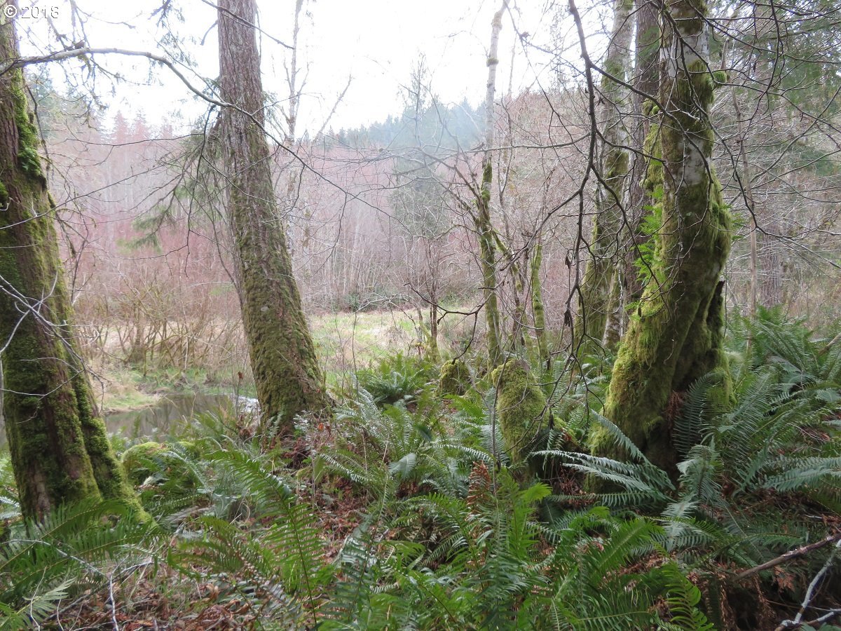 East Mox Chehalis Road McCleary, WA 98557 - Photo 5 of 29 Gallery Image 5