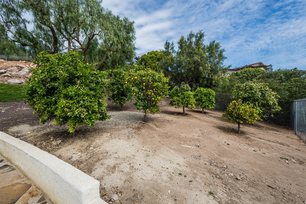 763 Mason Road Vista, CA 92084 - Photo 5 of 25 Citrus Trees