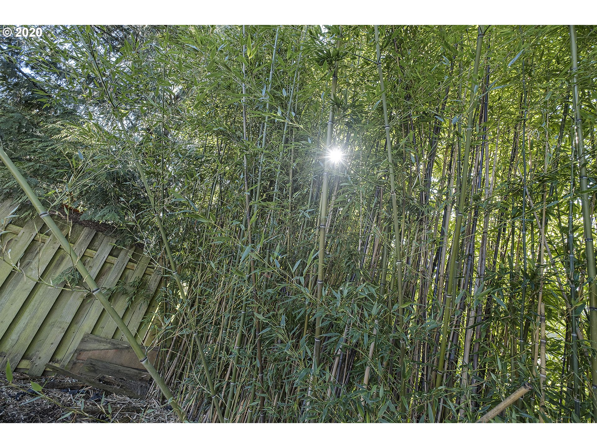 20534 Southwest Rosa Drive Aloha, OR 97078 - Photo 17 of 24 Gallery Image 17